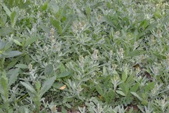 Gnaphalium indicum